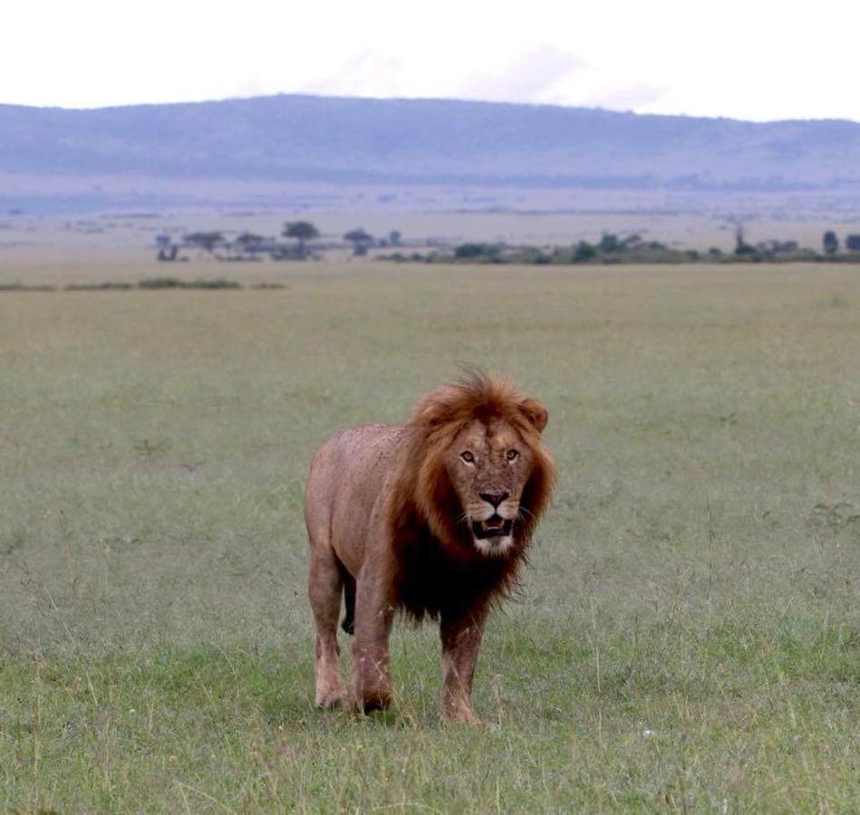 Maasai Homestay Camping Sekenani Exteriör bild